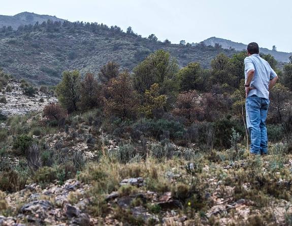 Ecologistas en Acción pide que solo se usen trampas contra el barrenillo del pino