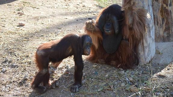 Río Safari acoge un segundo ejemplar de orangután de Borneo