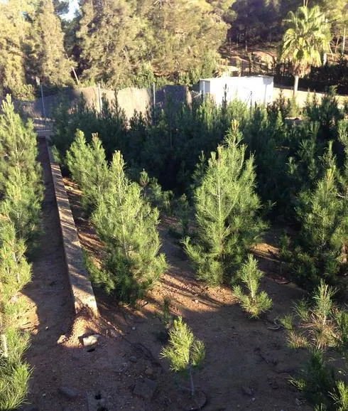 Árboles de Navidad por 5 euros en El Valle | La Verdad