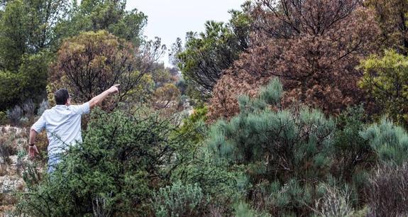 La lluvia sí puede con el escarabajo del pino