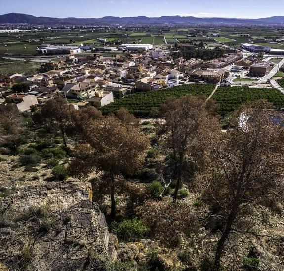 Vecinos de La Aparecida critican que no haya ayudas para combatir el 'tomicus'