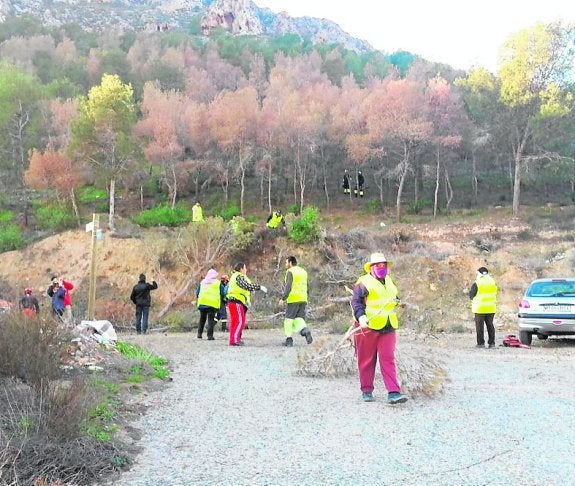 Medio Ambiente retira cien pinos con 'tomicus' del Monte de San Miguel