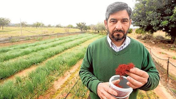 Oro rojo en Santa Ana