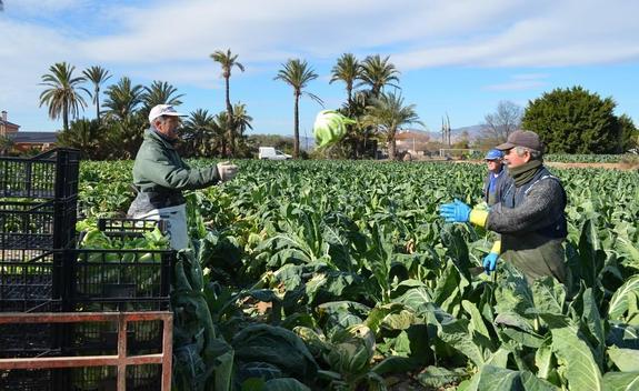 La agricultura local gana terreno tras una década en retroceso