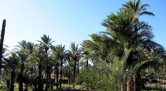 El Ayuntamiento revisa los huertos municipales para evaluar los daños del viento