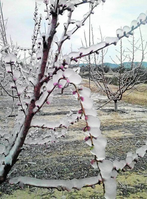 Las heladas acaban con la alcachofa que sobrevivía en el El 'top 5' de los sistemas antiheladas | La Verdad