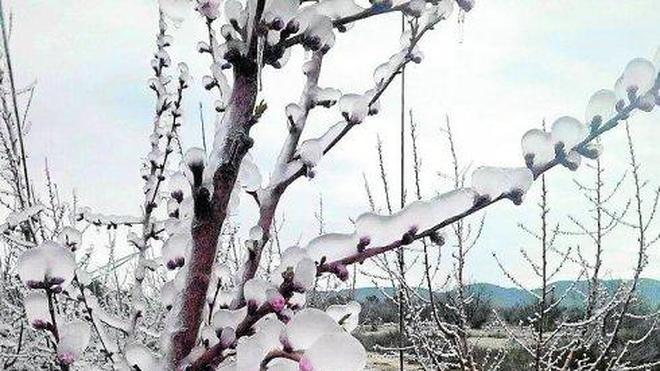 Las heladas acaban con la alcachofa que sobrevivía en el El 'top 5' de los sistemas antiheladas | La Verdad