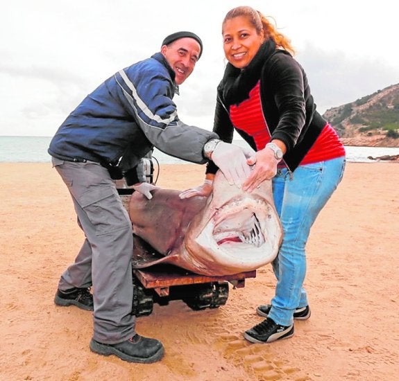 Aparece un tiburón varado en L'Albir y un barco atrapa otro a pocos kilómetros