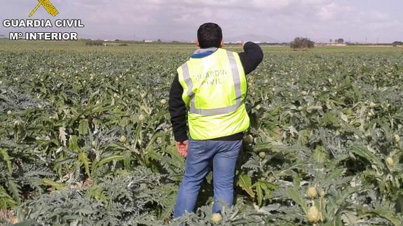Cuatro detenidos por robar siete toneladas de alcachofas