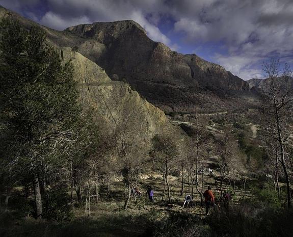 Pequeñas medidas para atajar el 'tomicus'