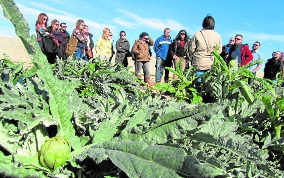 Agentes turísticos de la provincia conocen con una ruta el cultivo tradicional de la alcachofa