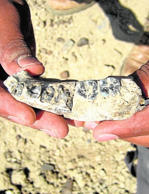 Una mandíbula hace a los 'Homo' 400.000 años más viejos