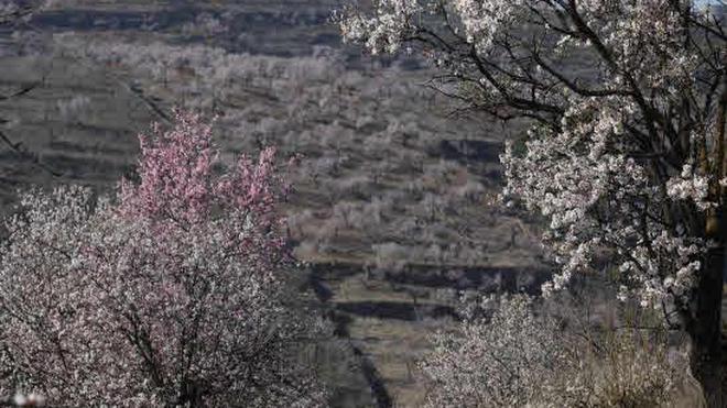Agricultura destina un millón de euros para los almendros afectados por la sequía