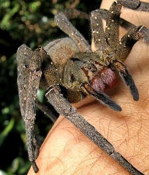 Una araña encontrada en un plátano provoca erecciones de cuatro horas y finalmente la muerte