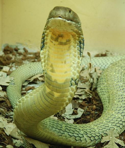 Las cobras reales de Terra Natura inician su ritual de apareamiento