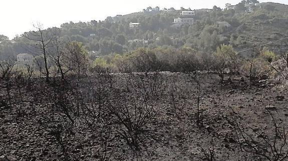 Finalizan los trabajos urgentes de recuperación forestal por incendio del Montgó