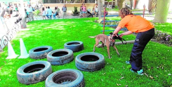 Mascotas en busca de cariño humano