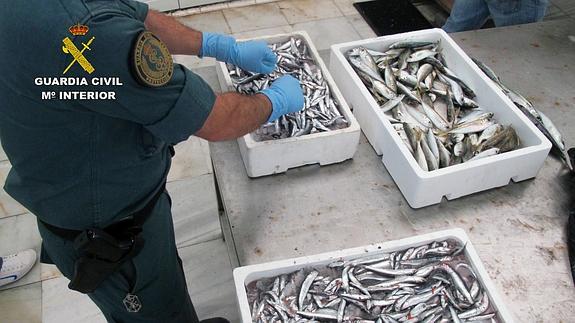 Decomisan 385 kilos de pescado con etiquetado irregular y talla inferior la mínima