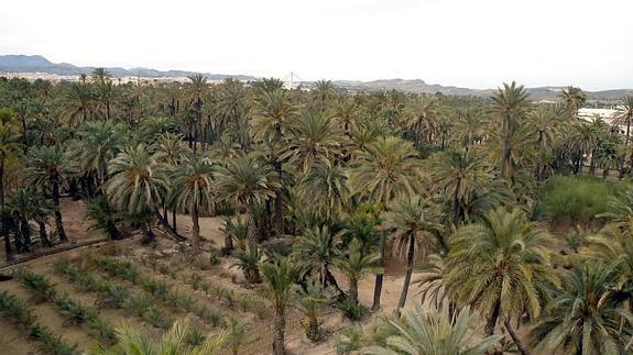 El PP de Elche plantará mil nuevas palmeras cada año