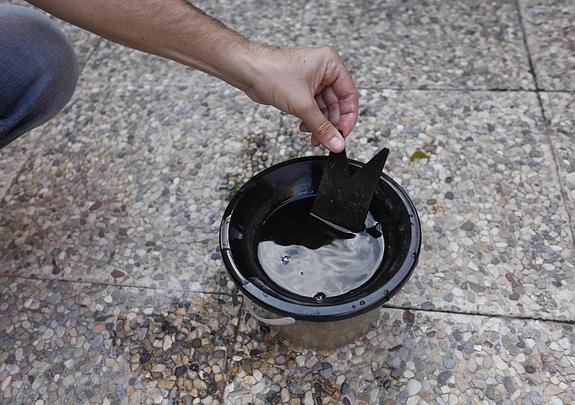 El mosquito tigre se extiende por al menos catorce municipios