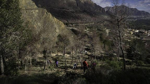 Compromís denuncia que el Consell «no frena» la plaga del Tomicus