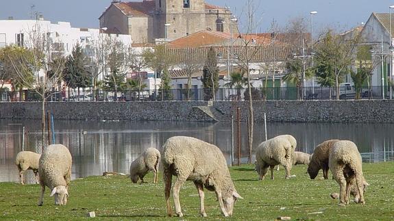 Denuncian a un pastor por insultar a sus ovejas