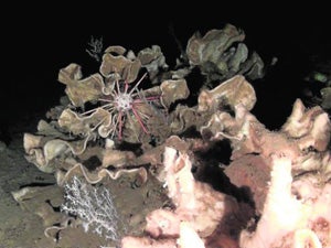 'Parque Jurásico' marino