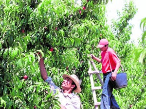 Recolección de melocotón y albaricoque