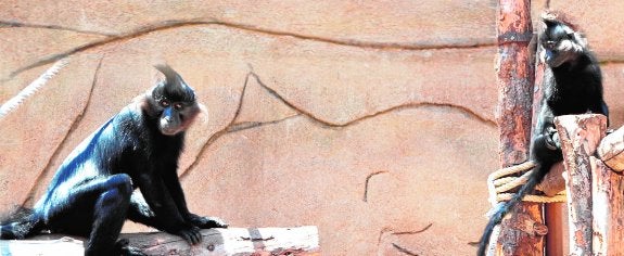 Río Safari recibe un mangabey de cresta negra procedente de Cracovia