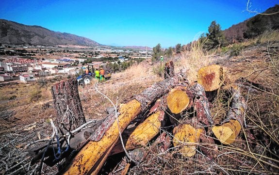 La Diputación reforestará los pinares de Redován, Callosa y Benejúzar en octubre