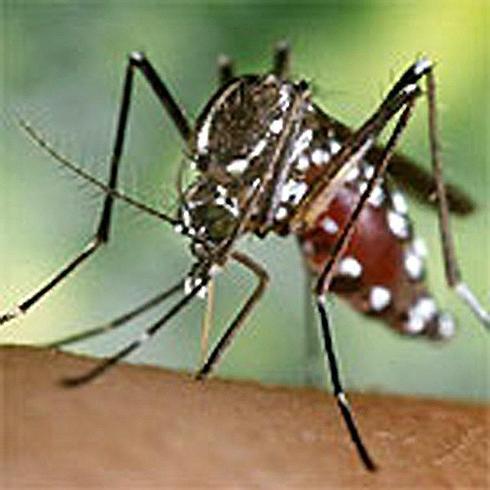 El mosquito tigre campa a sus anchas por la costera sur