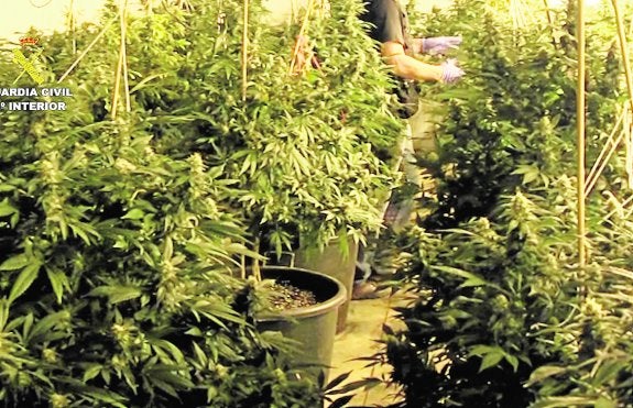 Desmantelan dos cultivos de marihuana en Murcia con más de medio millar de plantas