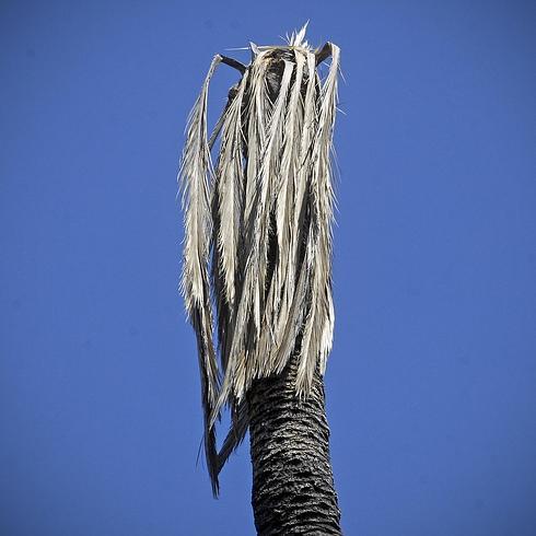 Inician los trámites para talar la palmera más antigua de Elche