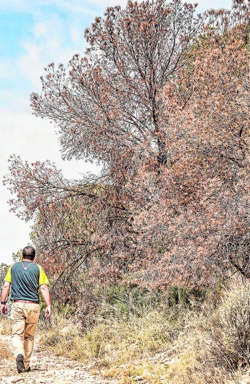 La Diputación niega a Xixona una ayuda contra el tomicus