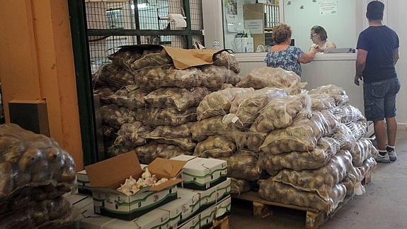 Asaja, preocupada por la crisis de precios en la patata murciana