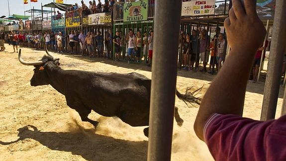 Puig no es partidario de abolir los 'bous al carrer', pero sí de controlarlos