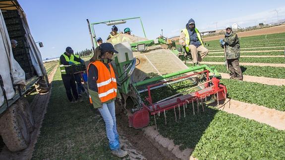 El CES alerta de que los bajos precios pueden afectar a la agricultura de la Región