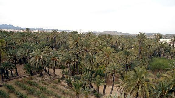 Elche impulsará la protección del Palmeral ante la situación de «emergencia»