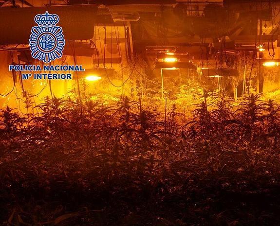 Dos detenidos en La Nucia y l'Alfàs del Pi por cultivar marihuana en sus chalés