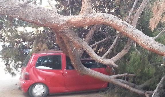 Talan ocho pinos tras caer uno y aplastar un coche