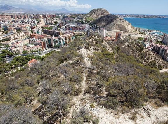 Las pinadas secas de la Serra Grossa y el Benacantil elevan el riesgo de incendio