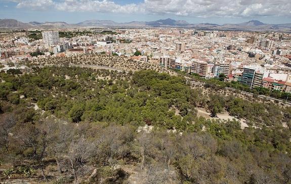 Activan el riego por goteo en el Benacantil y sustituirán los pinos secos por otras especies