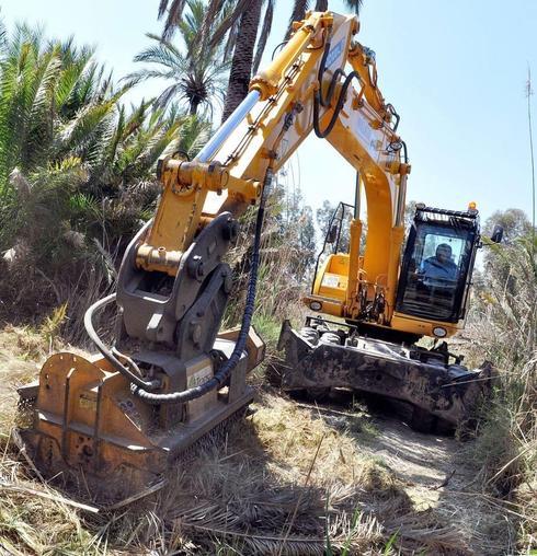 El Palmeral histórico pierde otros 335 ejemplares en 6 meses por el picudo