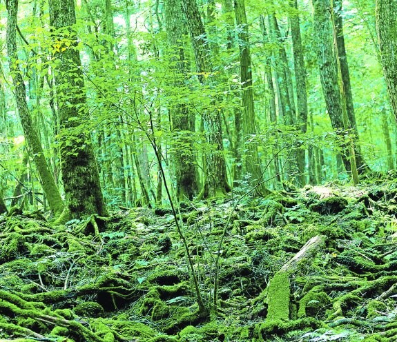 El bosque de los suicidios japonés estuvo muy cerca de ser