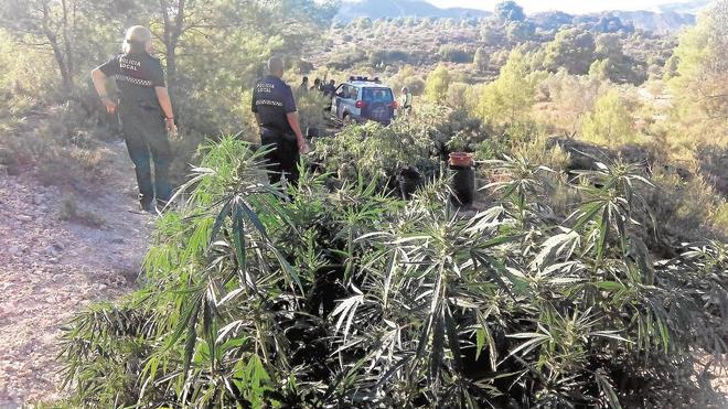 Desmantelan una plantación de marihuana escondida entre viñedos en Pinoso