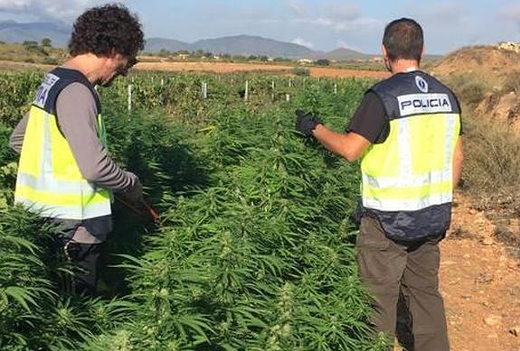 Decomisan 150 plantas de 'maría' en Pinoso