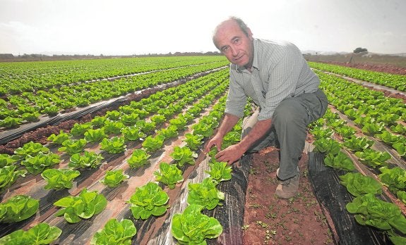 Las hortalizas convierten a Suiza en el cliente de Alicante que más crece