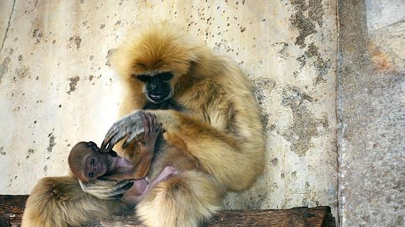 Nace un gibón de manos blancas en Terra Natura