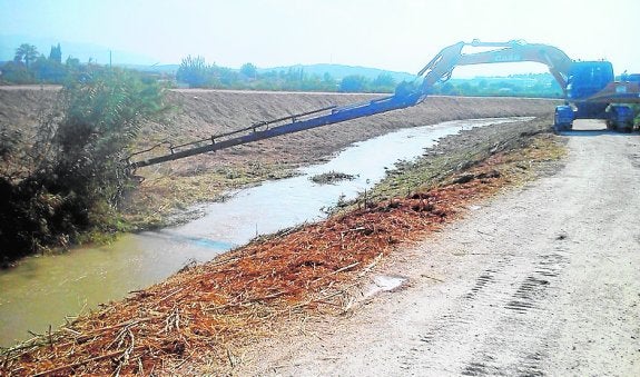 Limpian 30 kilómetros de cañas del río Segura