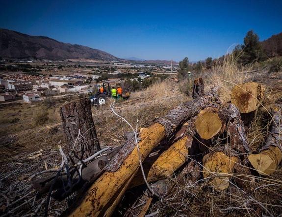 El Consistorio pide que la lucha contra el 'tomicus' tenga financiación de la UE